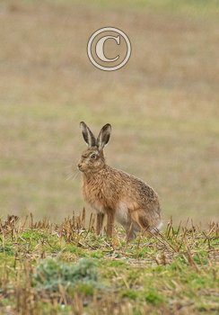  Brown Hare DM2044